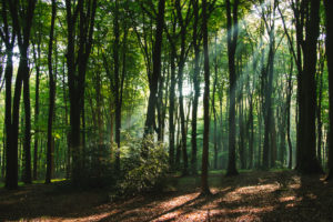 Forest, trees Forest, trees